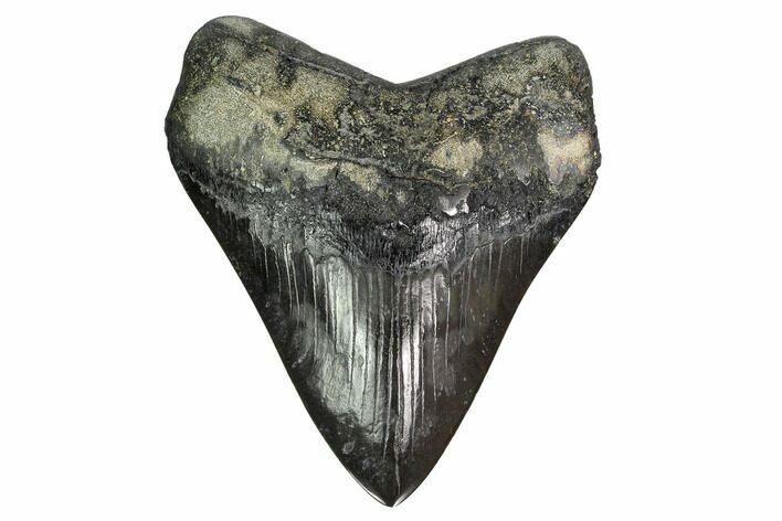 Fossil Megalodon Tooth - Georgia #151525